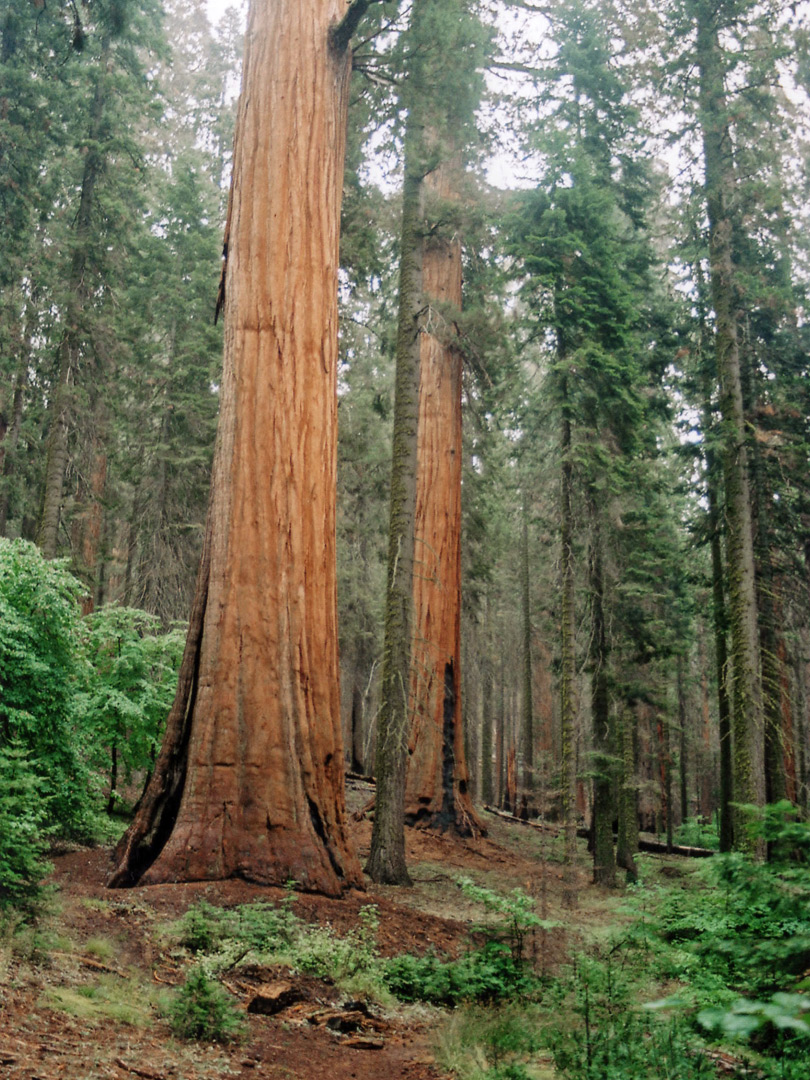 Sequoia forest