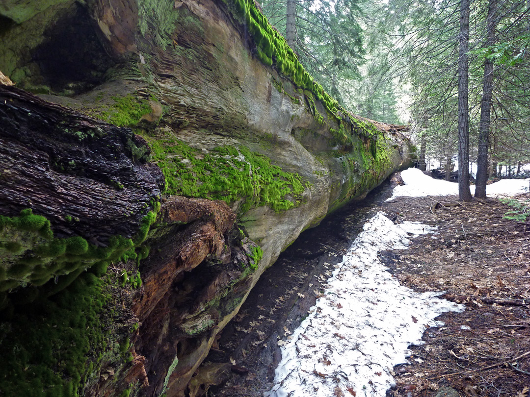 Moss on sequoia trunk