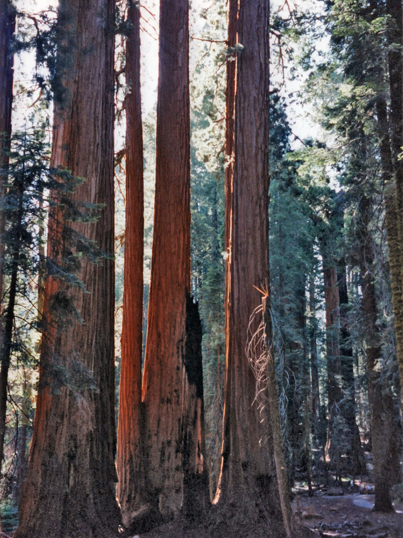 Tall, shady trees