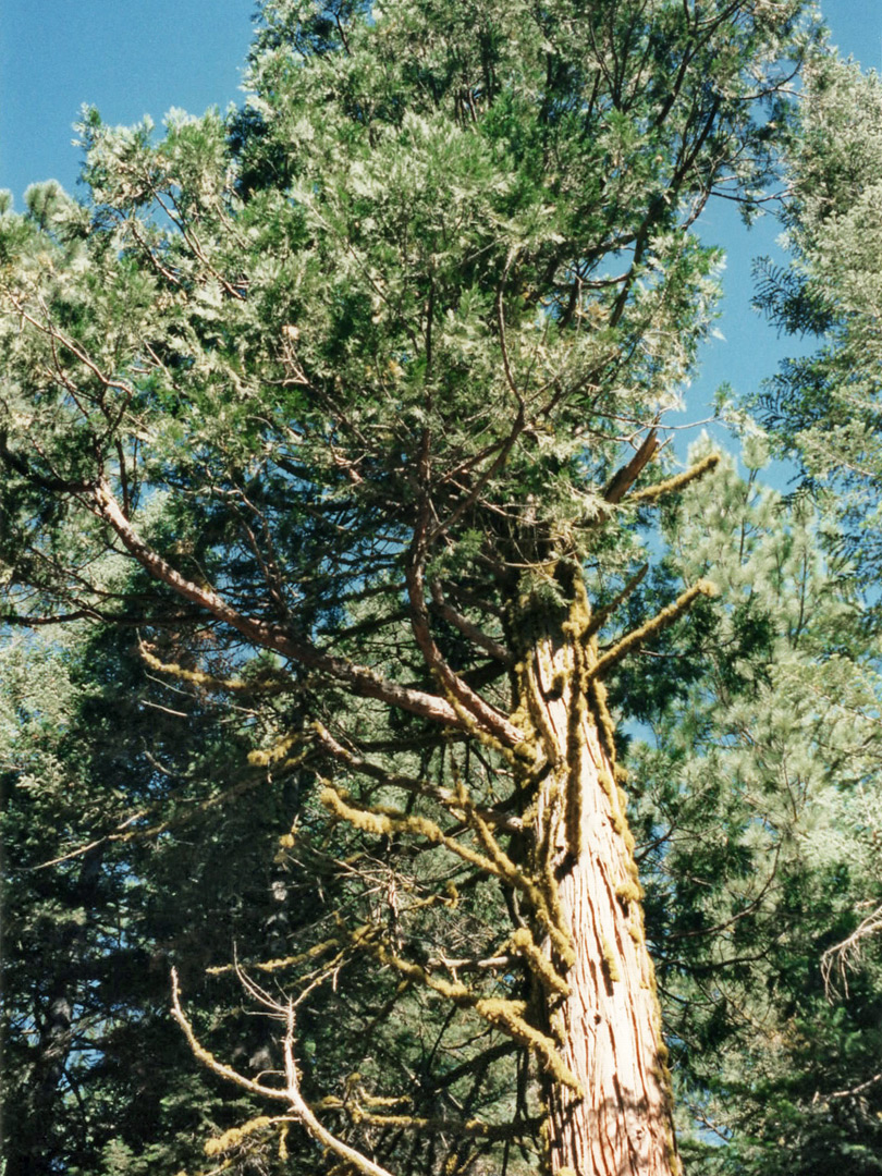 Mossy tree