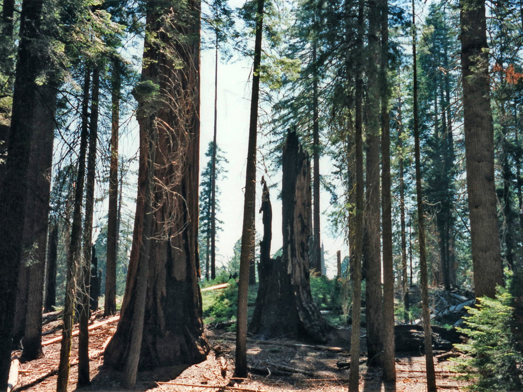 Shadowy forest