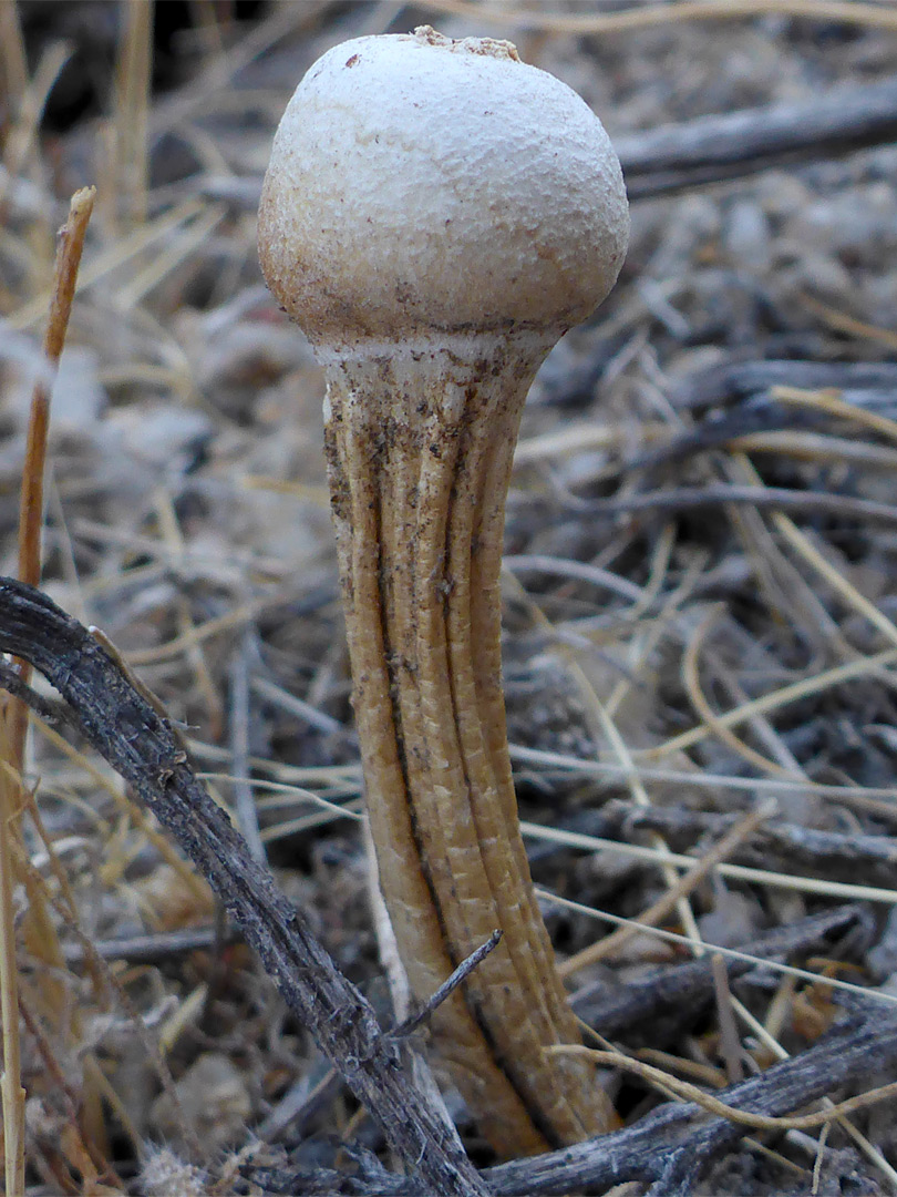 Mushroom