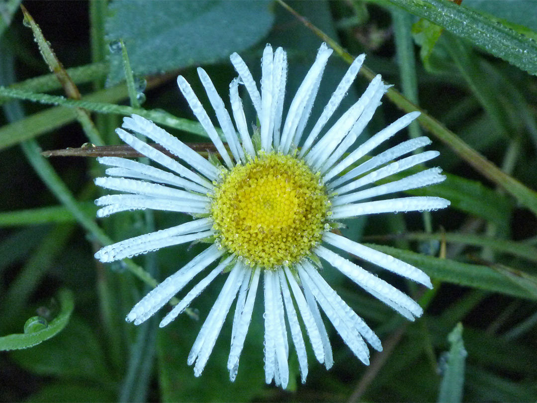 White flowers