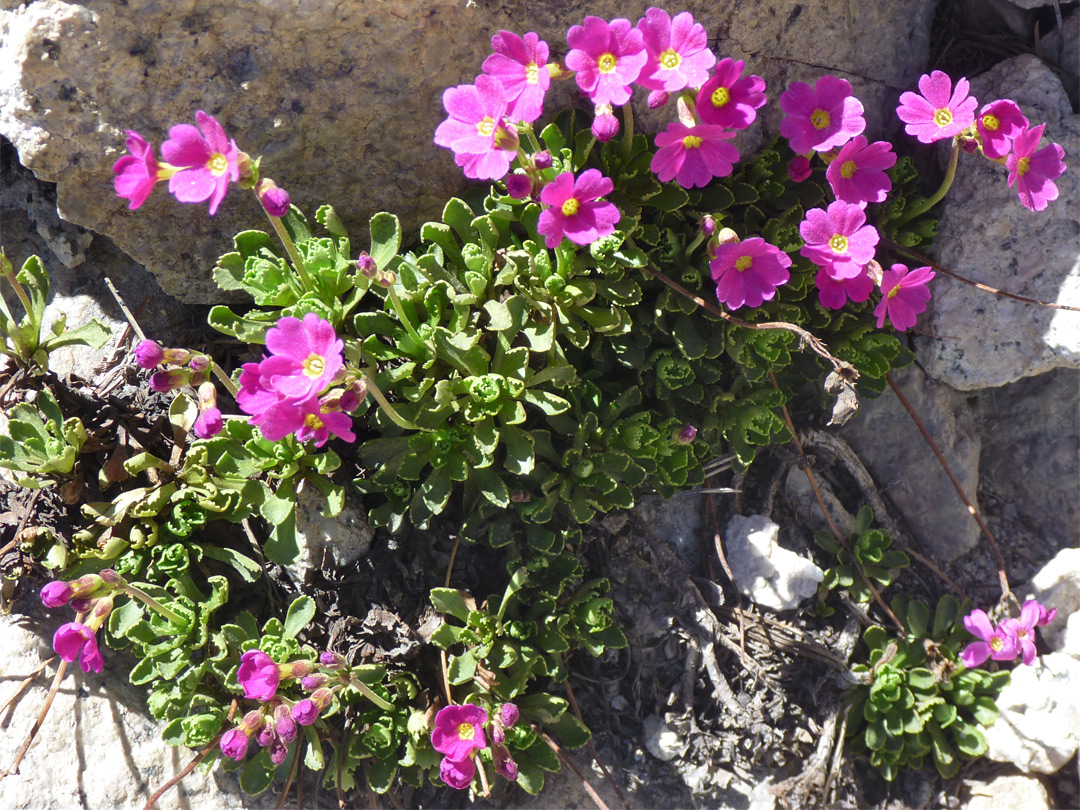 Bright pink flowers