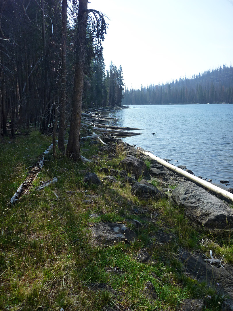 Trees by Silver Lake