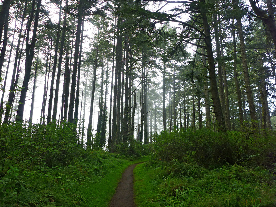 Misty trees