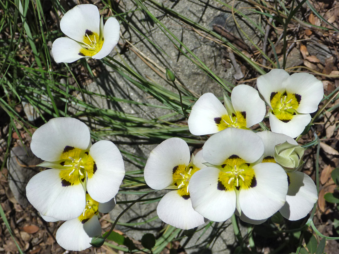 Cluster of flowers