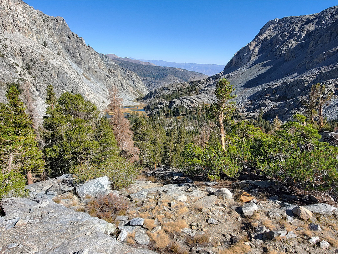 Upper edge of the trees