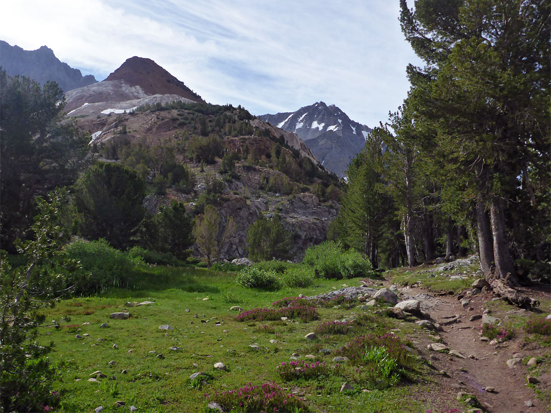 Path and meadow