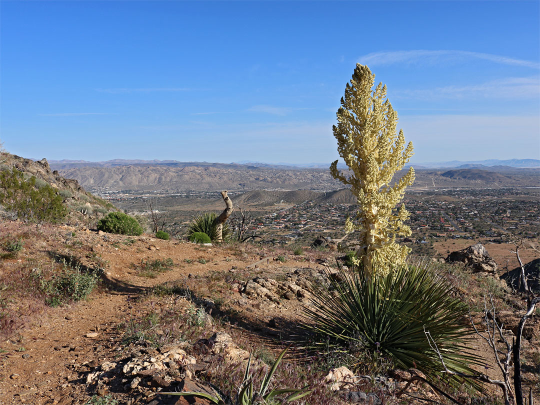 Inflorescence of nolina parryi