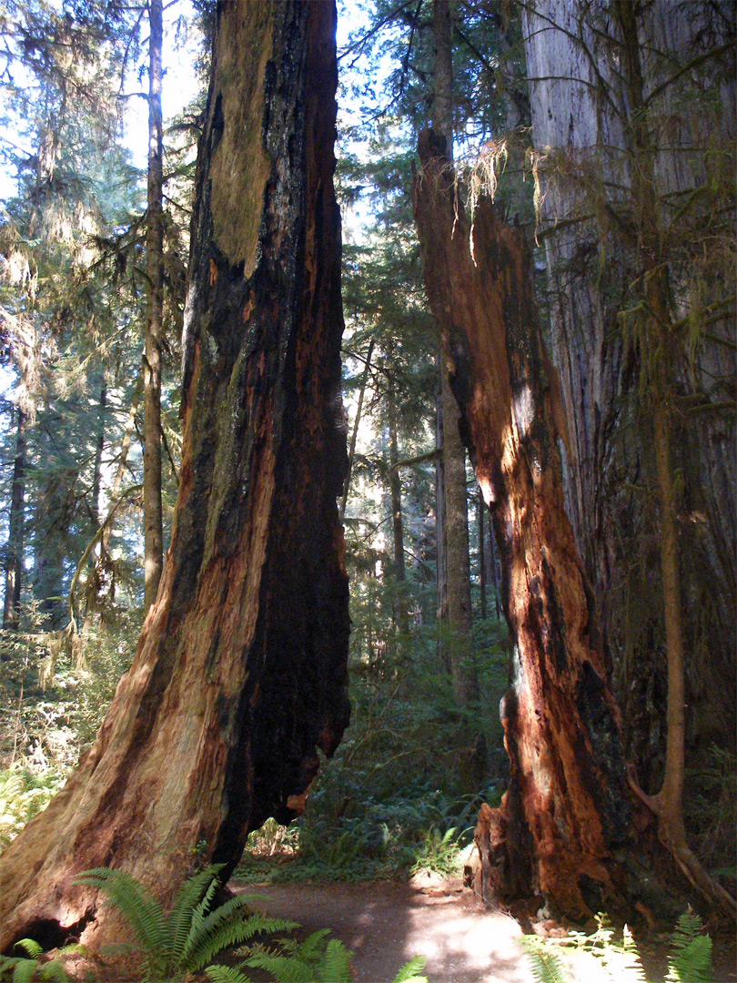 Split redwood stump