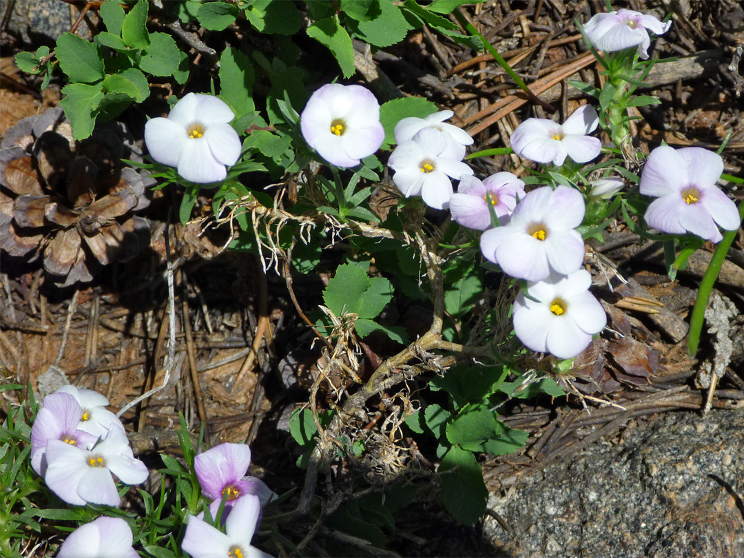 Pale pink flowers