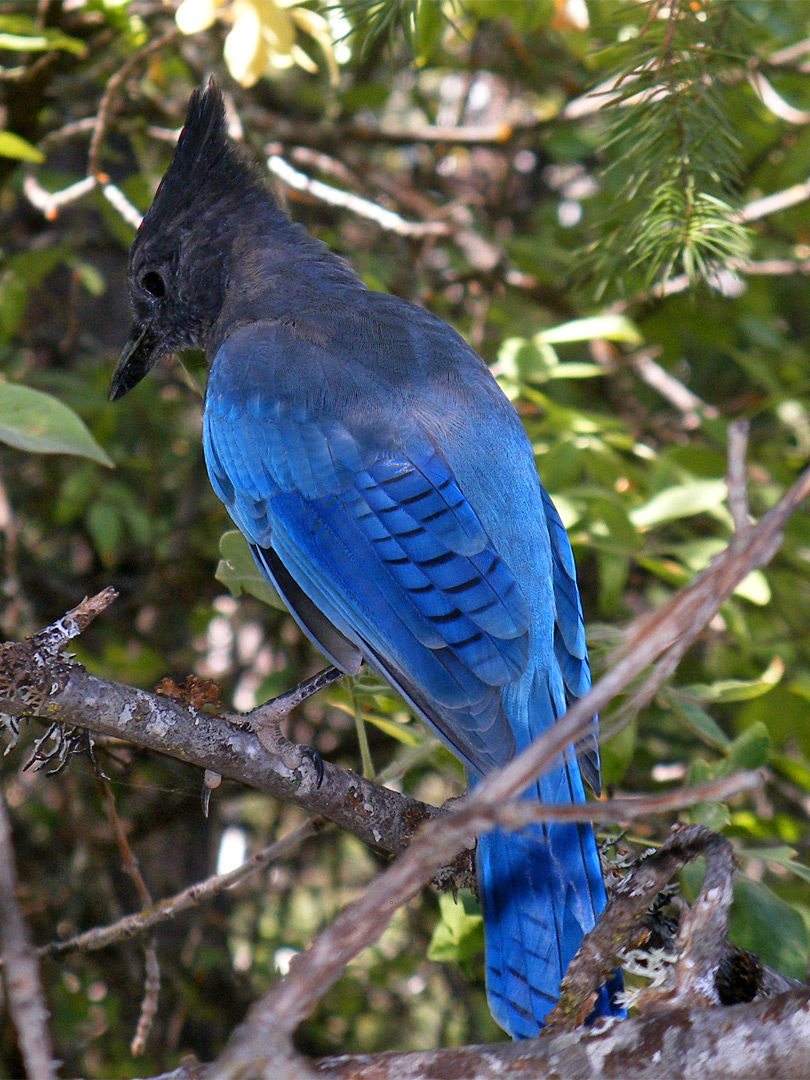 Stellers jay