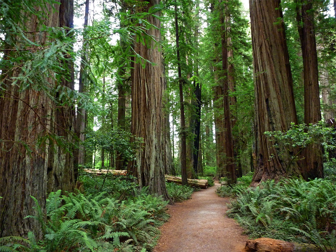 Ferns and redwoods