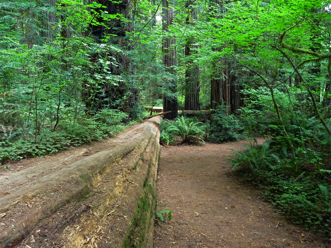 Fallen tree by the path