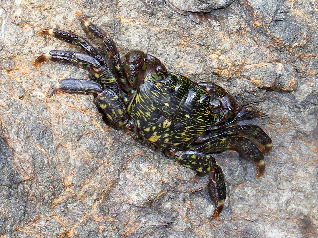 Striped shore crab