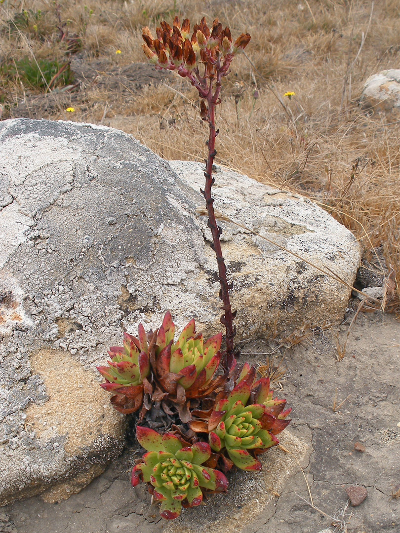 Brownish flowers