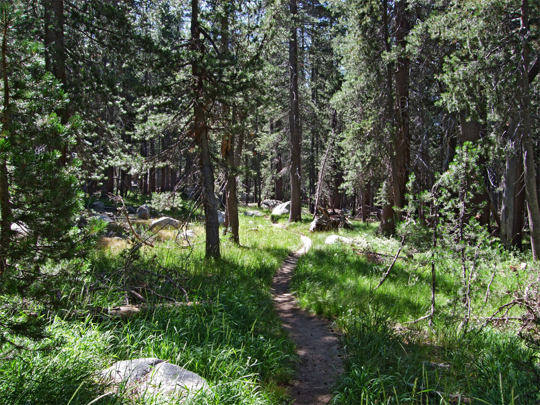 Woodland beside the creek