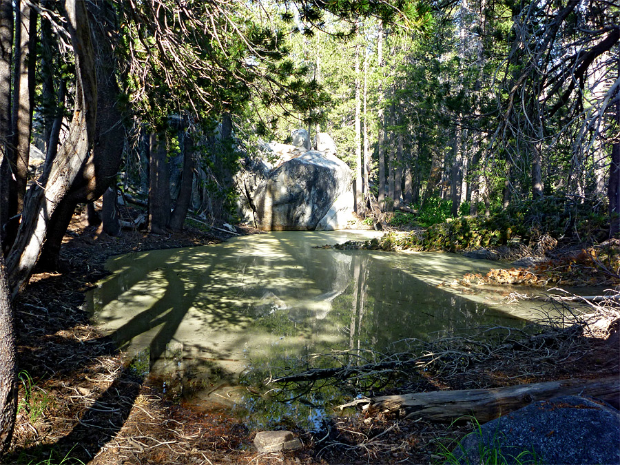 Cloudy pool in the forest