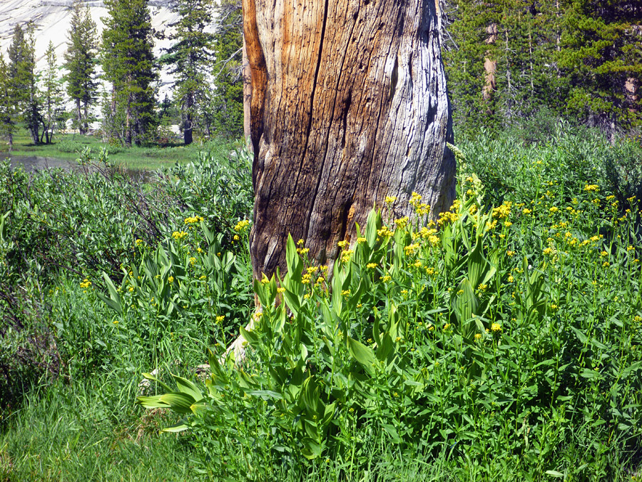 Flowers and a dead tree