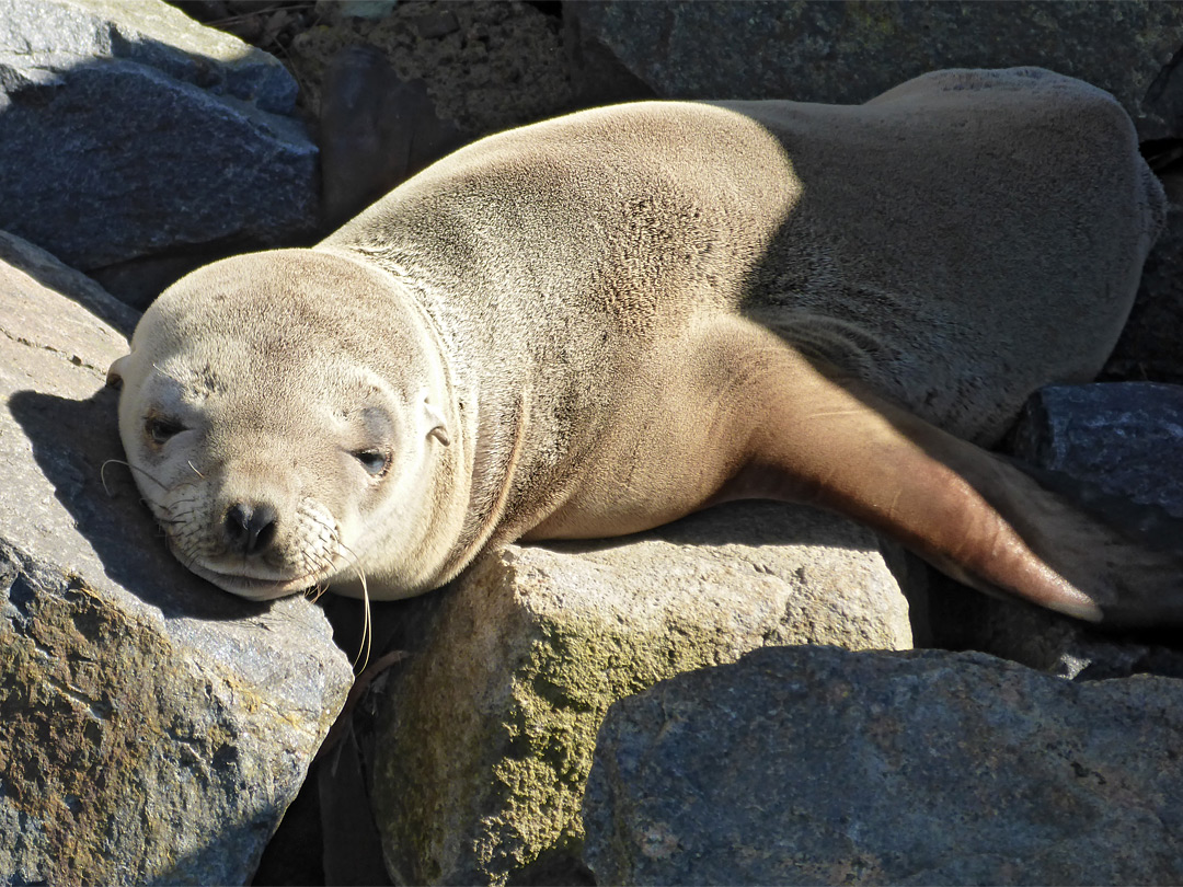Sea lion