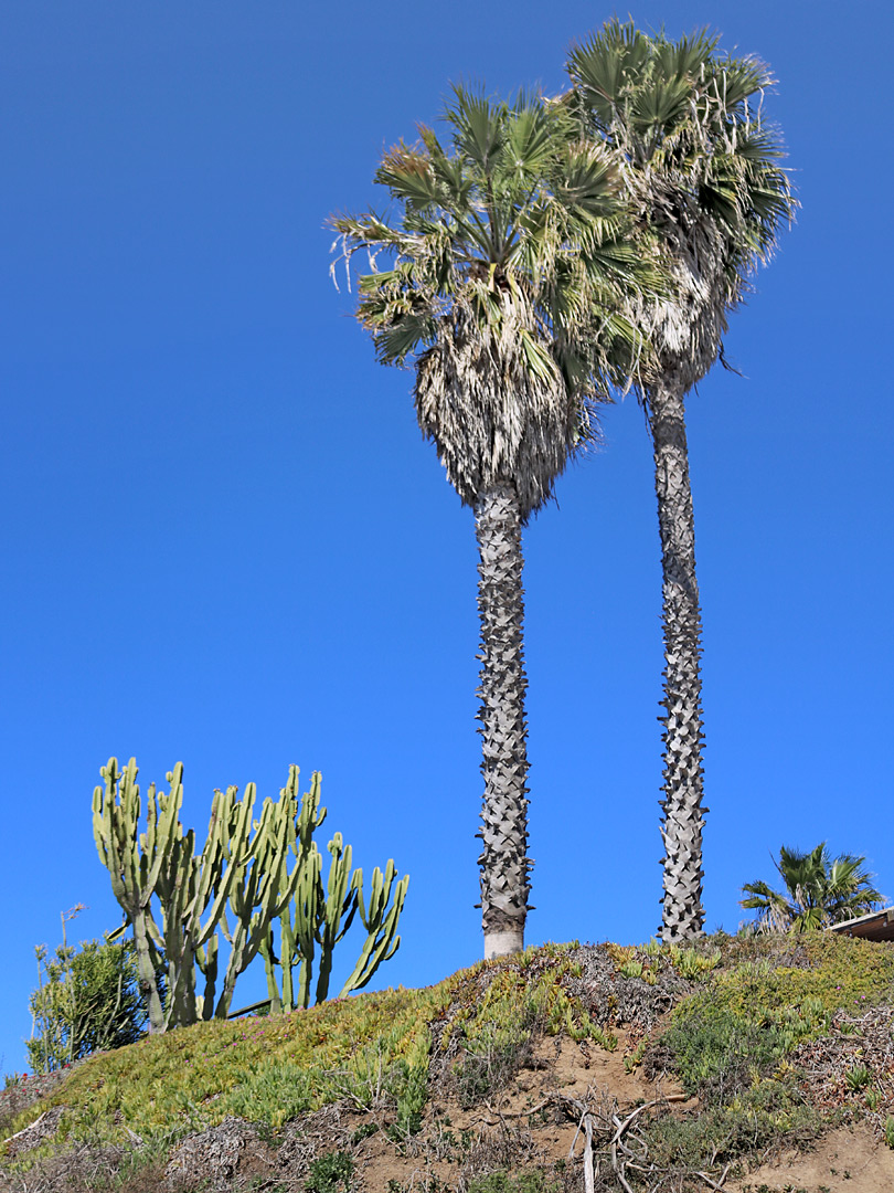 Palms and cacti