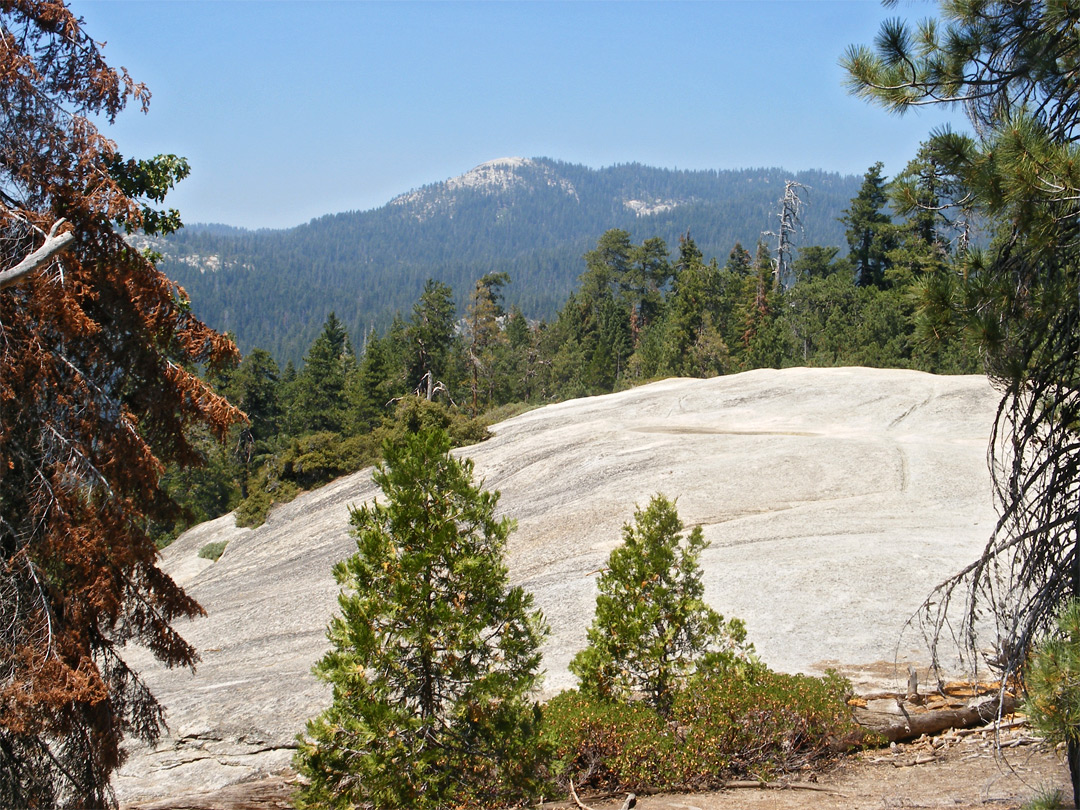 Trees by the rock