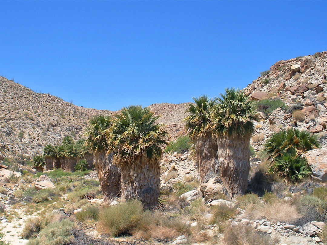 Anza-Borrego Desert State Park