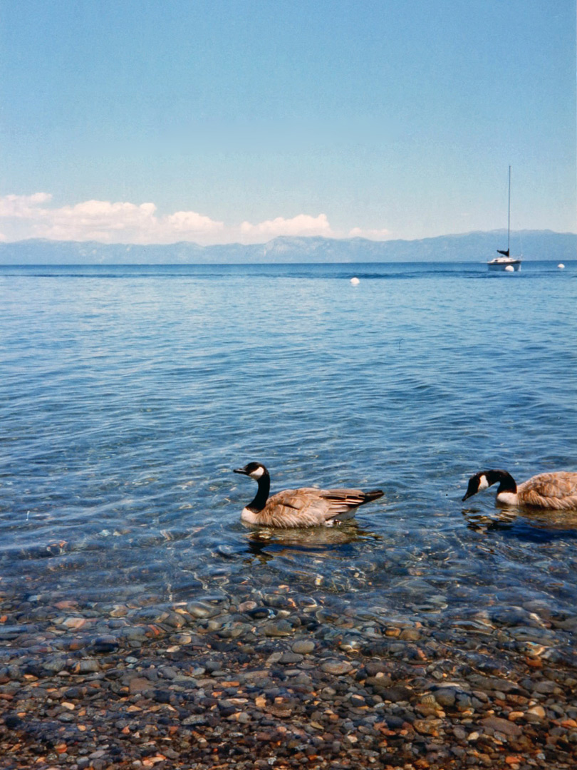 Canadian geese on the lake