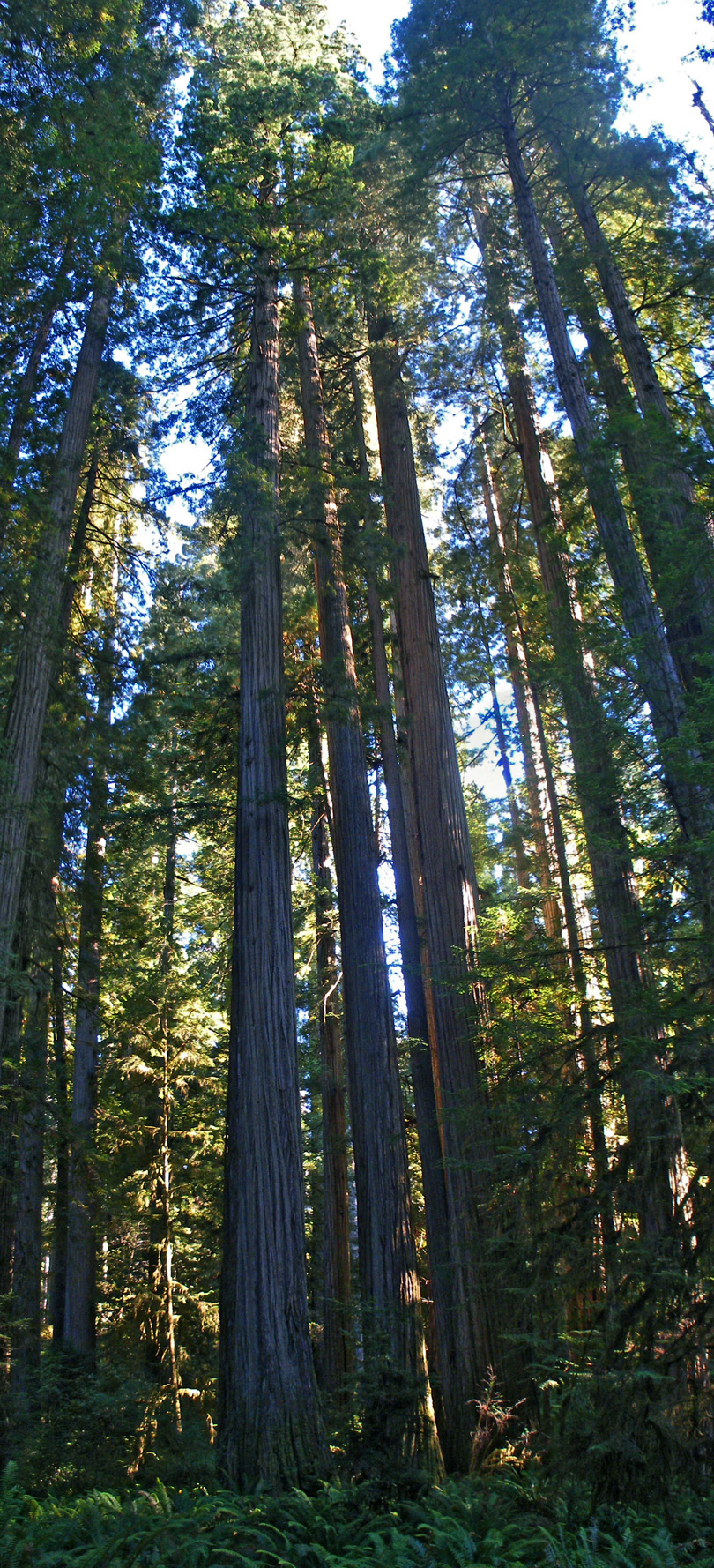 Tall trees