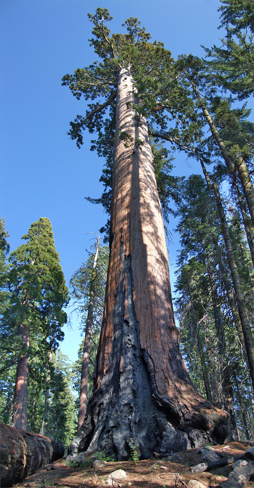 Tall sequoia tree