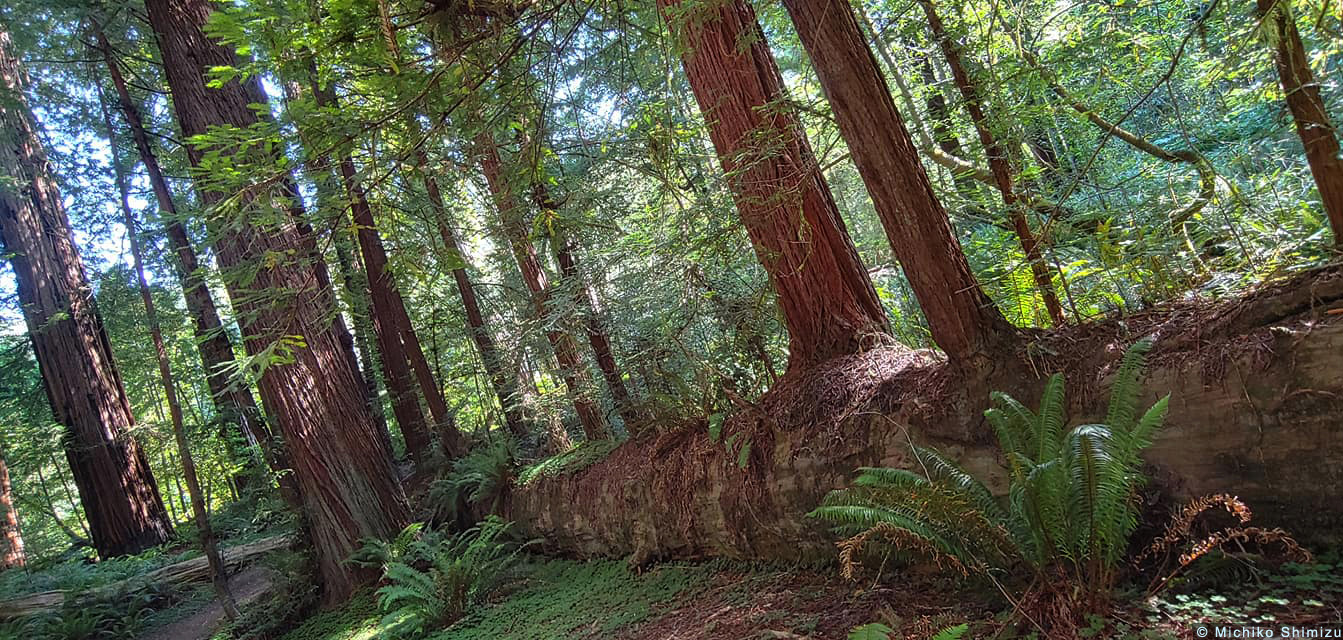 Ancient fallen trunk