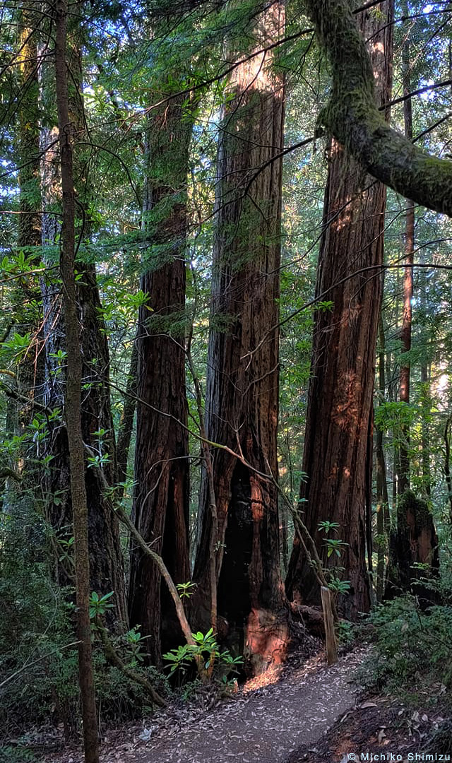 Four redwoods