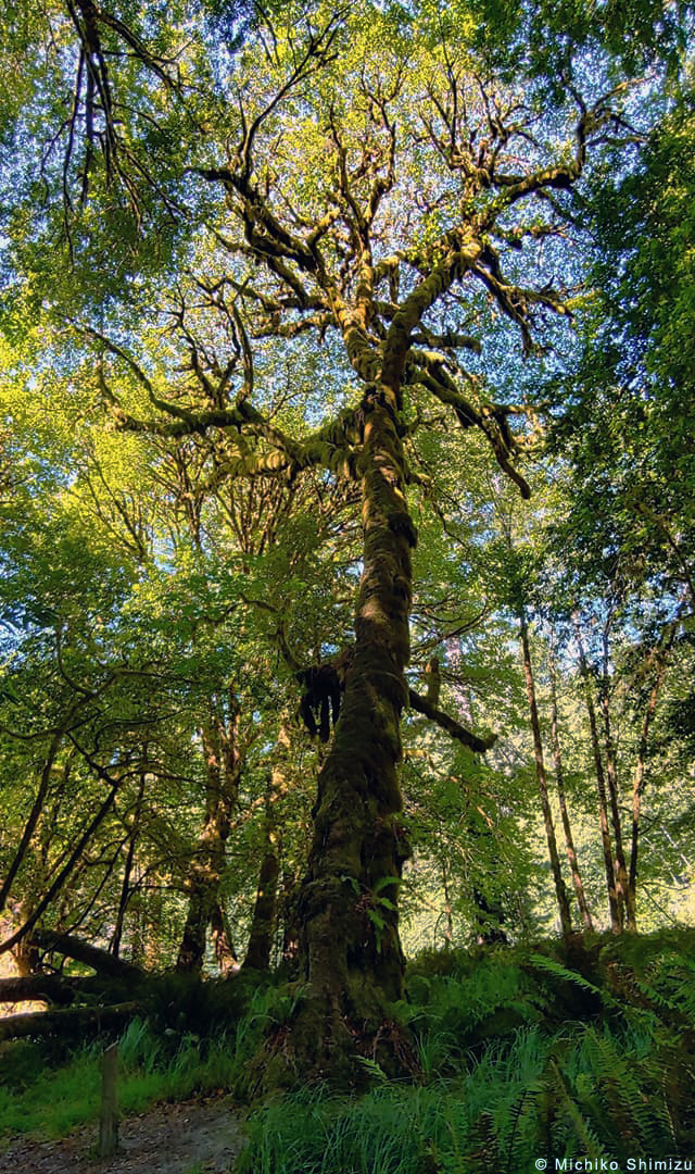 Mossy tree