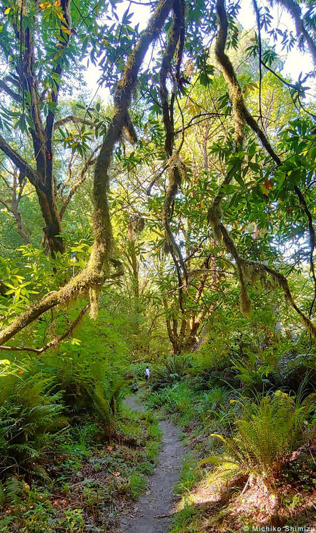 Branches above the trail