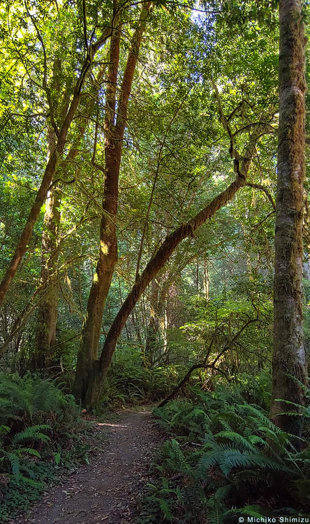 Fern-lined path