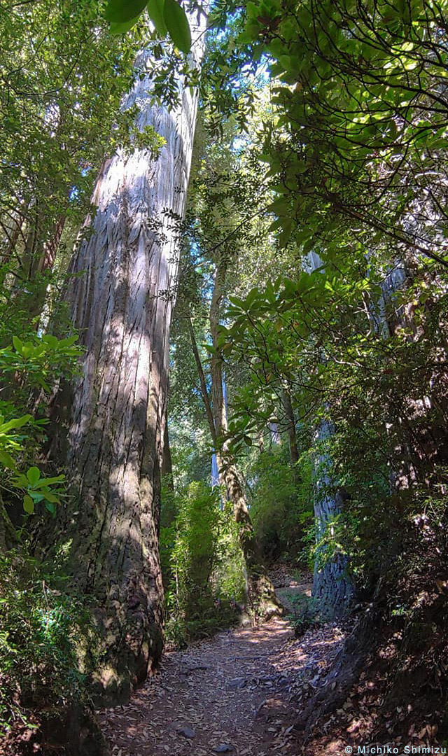 Trail past redwoods