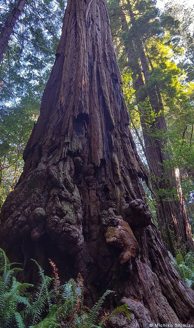 Burls