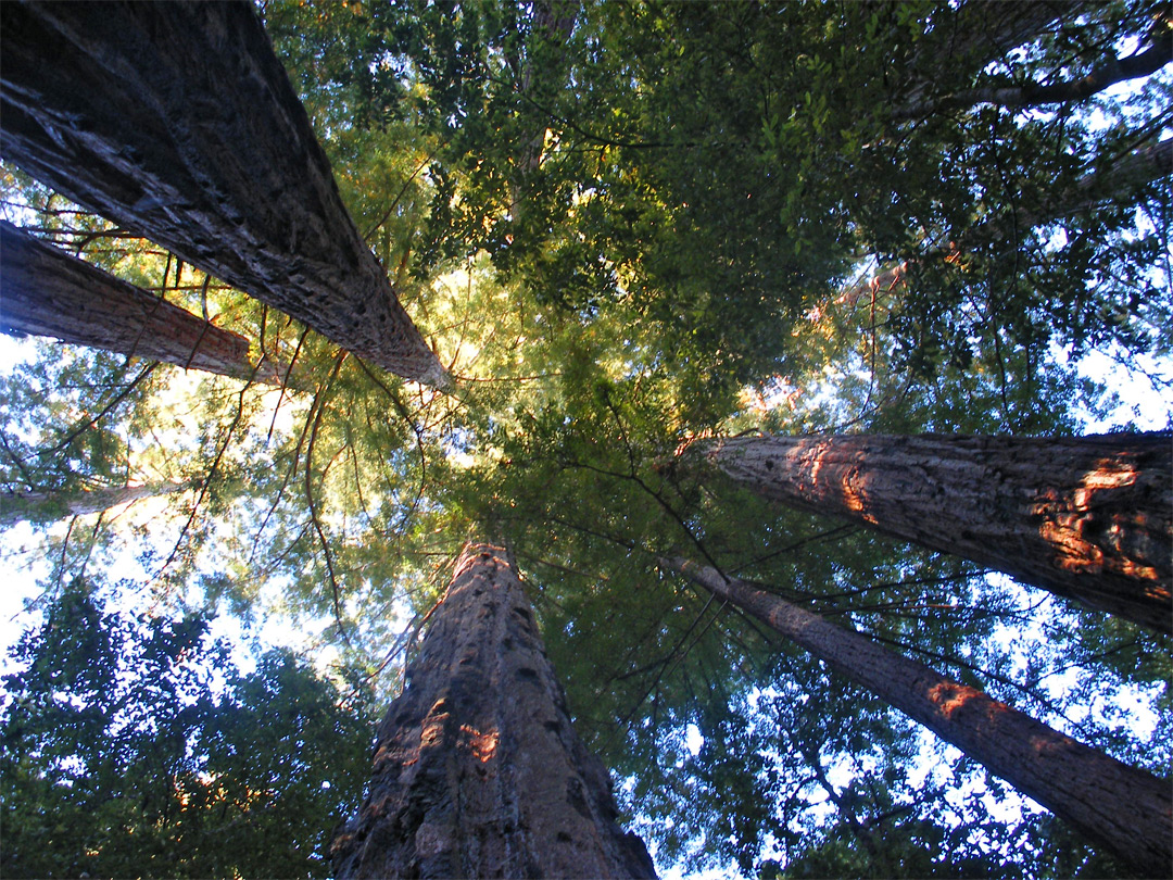 Tall trees