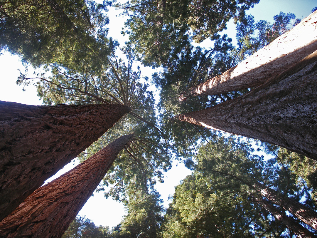 Tall trees, near Circle Meadow