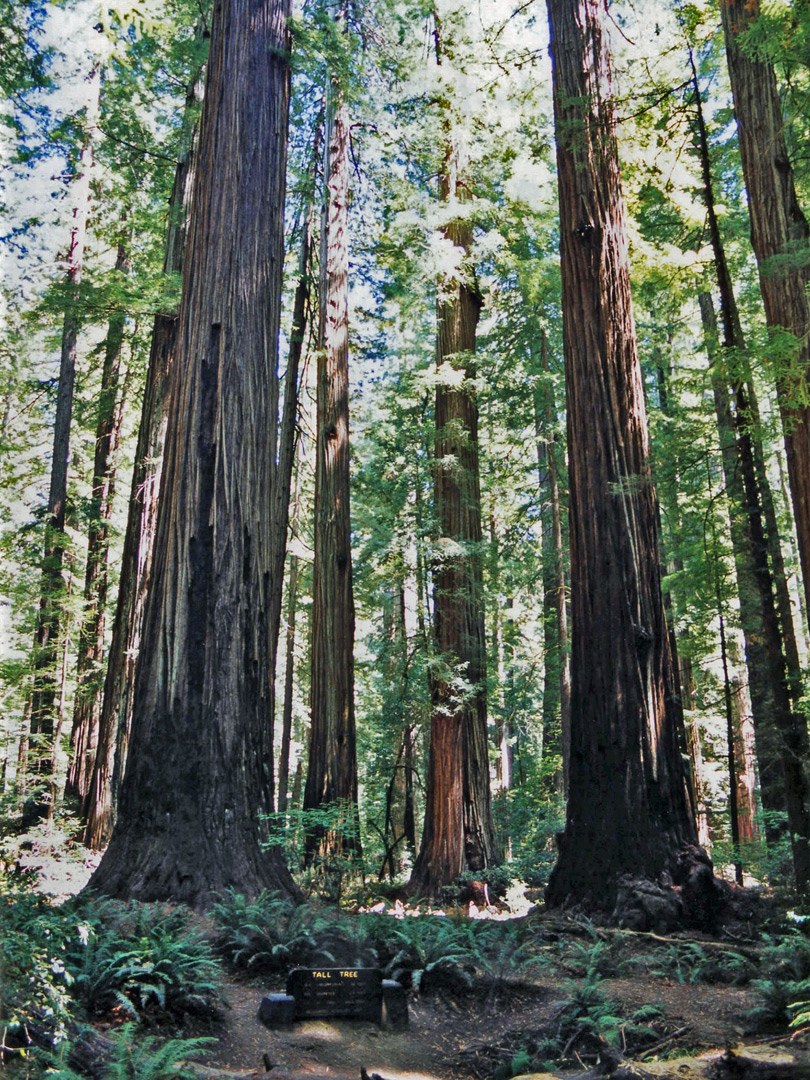 The Tall Tree, Rockefeller Forest