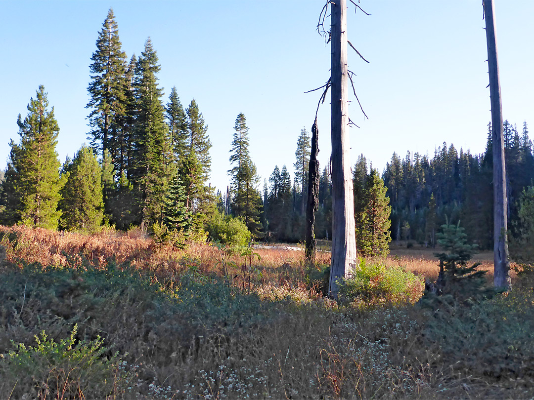 Meadow