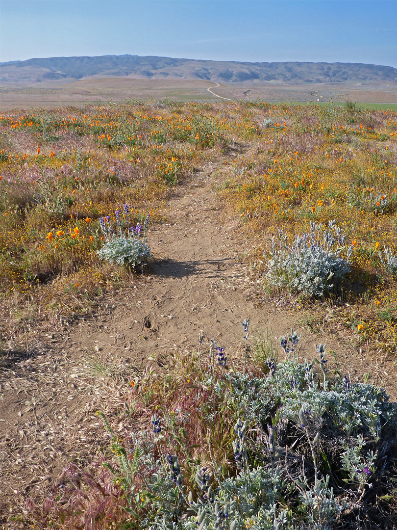 Tehachapi Vista