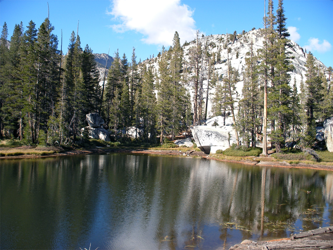 Trees lining a pond