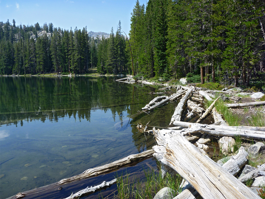 Logs along the shore