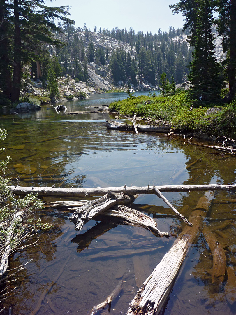 Logs in the water