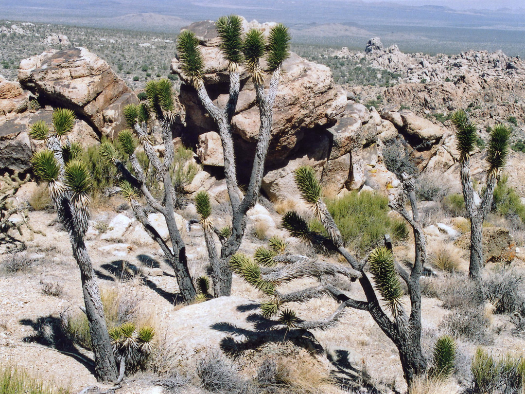 Joshua trees