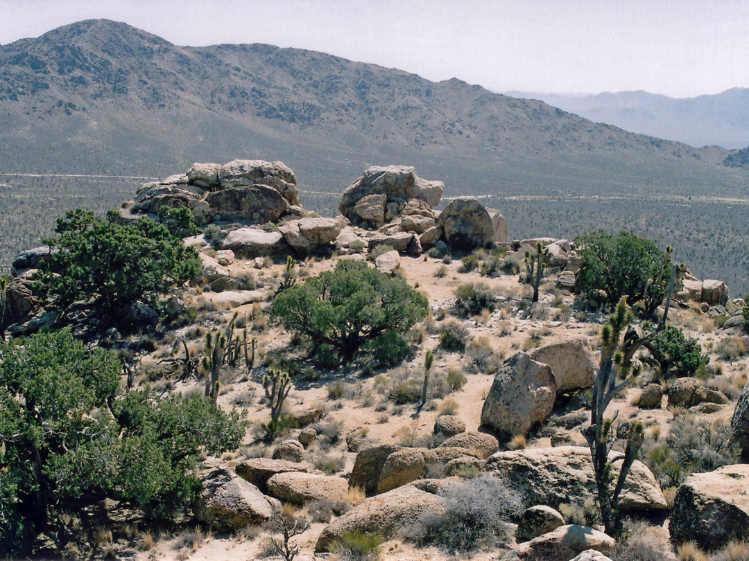 Joshua trees on Teutonia Peak