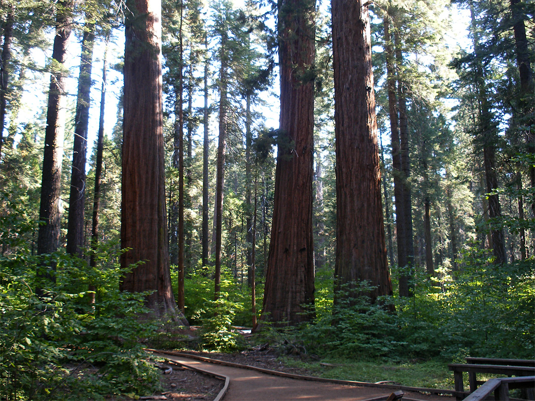 Three sequoia