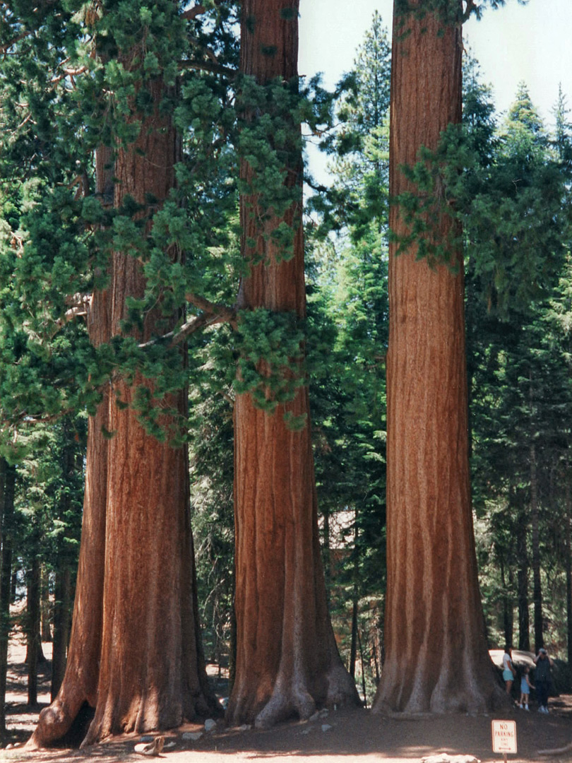 Trees near Giant Forest